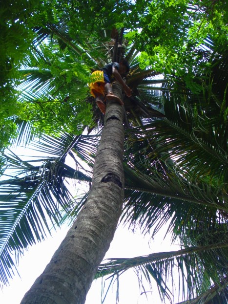 climbing coconut tree