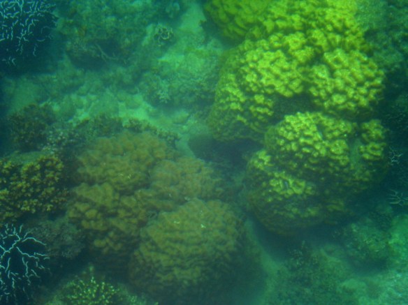 corals at olotayan island, capiz