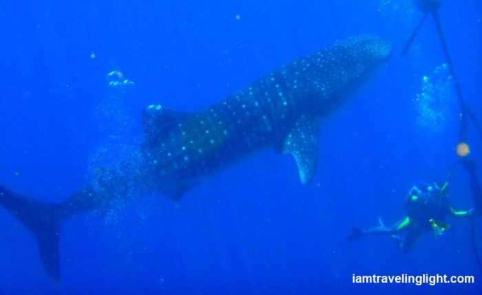 Whale shark, Moalboal, Cebu watermarked.jpg