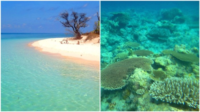 Apo Reef, Apo Island, snorkeling, Sablayan, Occidental Mindoro, Philippines