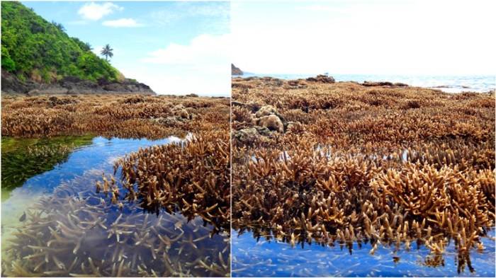 coral garden, Mahabang Buhangin beach, Calaguas Islands, Vinzons, Camarines Norte, Philippines