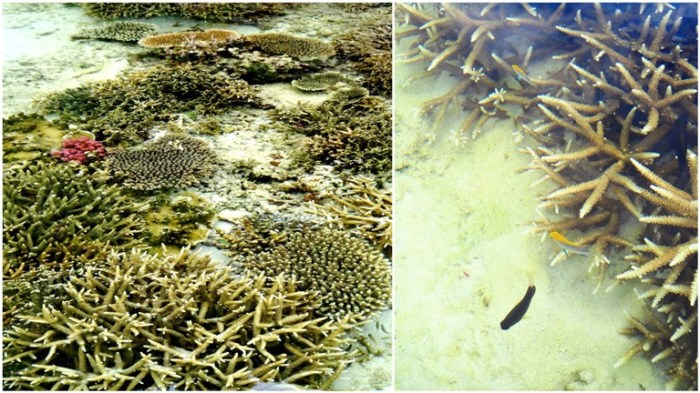 coral reef, corals, Mahabang Buhangin beach, Calaguas Islands, Vinzons, Camarines Norte, Philippines