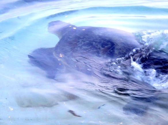 sea turtle, pawikan, beach, turtle eggs, failed egg laying, swimming sea turtle, Apo Reef, Sablayan, Occidental Mindoro, Philippines