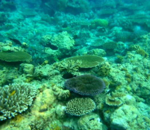 Snorkeling, Apo Island, Apo Reef, Sablayan, Occidental Mindoro, Philippines