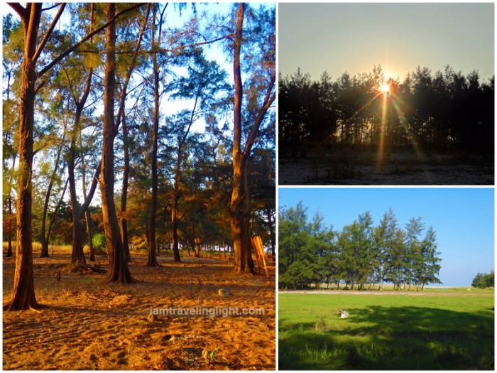agoho pine trees, sunrise, cow, grass, Zambawood Resort, luxury resort, advocacy resort, La Paz, San Narciso, Zambales