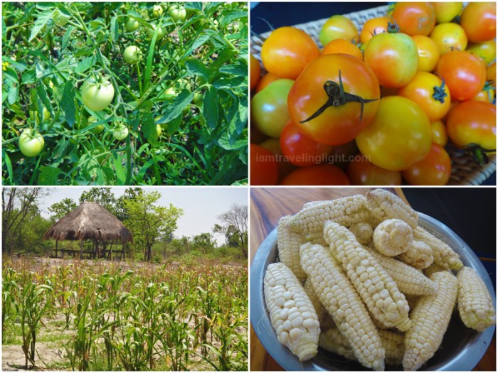 organic corn, organic tomatoes, organic farm, Zambawood Resort, luxury resort, advocacy resort, La Paz, San Narciso, Zambales