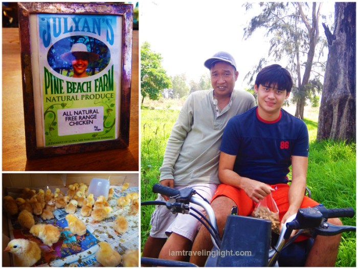 organic farm, natural free-range chicken, Julyan's pine beach farm,  Zambawood Resort, luxury resort, advocacy resort, La Paz, San Narciso, Zambales