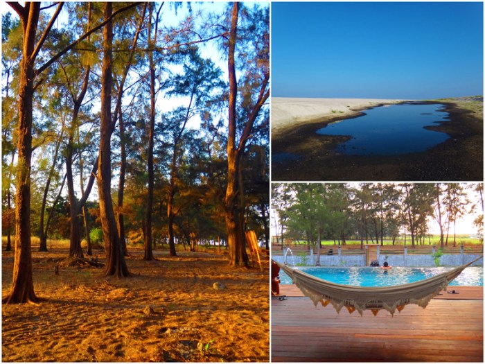 Zambawood feature image agoho