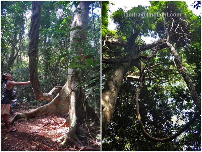 unusual trees with braided, twirling, branches, possibly banyan (balete) family, trek to nearby falls, cape engano, siwangag cove, palaui, santa ana, cagayan, ph