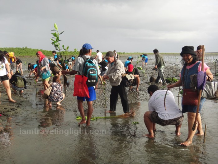 mangrove tree planting, Kalibo, Aklan, for typhoon protection (protected against Haiyan - Yolanda - and Typhoon Frank)