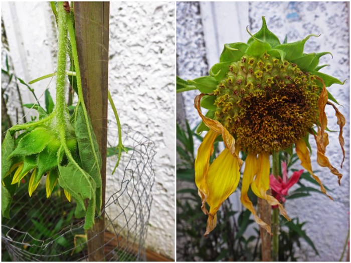 sunflowers after the storm (Typhoon Glenda)