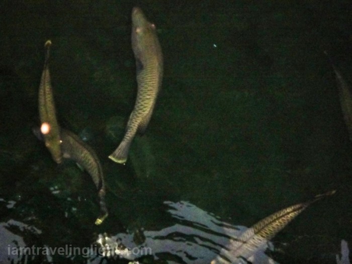 mameng, mariculture, aquaculture, fish, remote Sibutu Island, Tawi-Tawi, Philippines