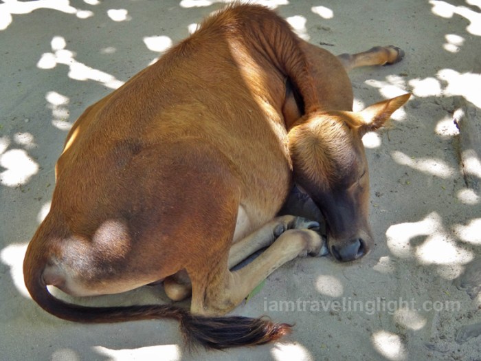 sleeping cow, Tandu Banak, remote Sibutu Island, Tawi-tawi, Philippines