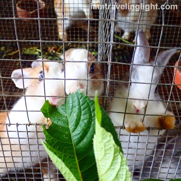 rabbits-for-fertilizer-nitrogen-organic-farm-costales-farm-majayjay-laguna-costales-nature