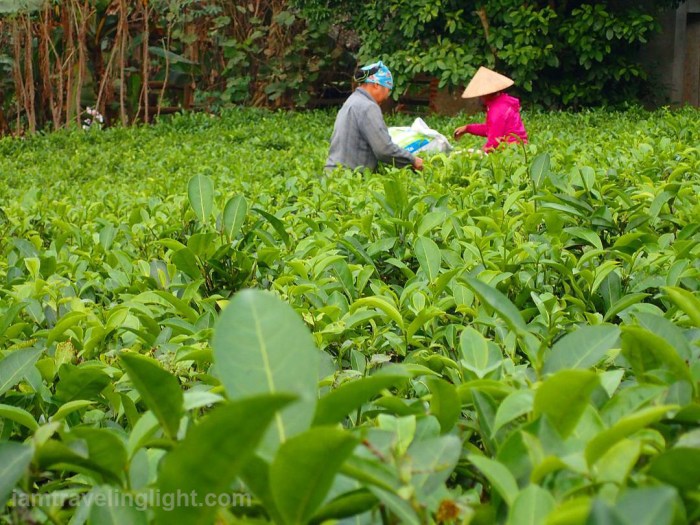 locals-picking-green-tea-leaves-ba-vi-hanoi-vietnam