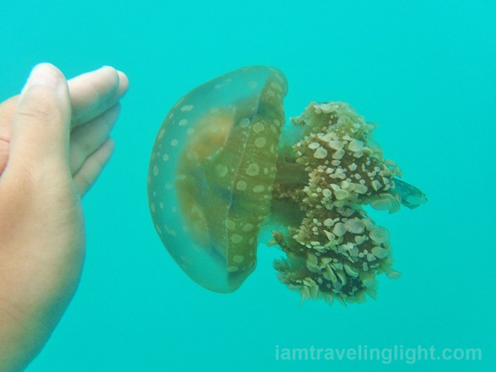 Sohoton, Bucas Grande Island, stingless jellyfish, clear water, Lubugan Lagoon, Surigao del Norte.jpg