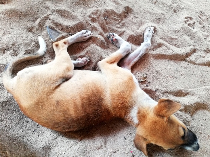 Aroma, dog at Alibijaban Island, Quezon, unspoiled beach.jpg