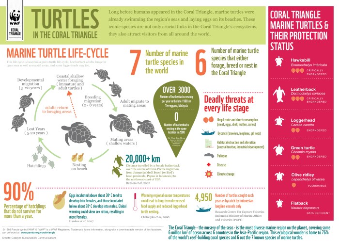 Infographic from WWF marine turtles in the Coral Triangle, pawikan information, etc.