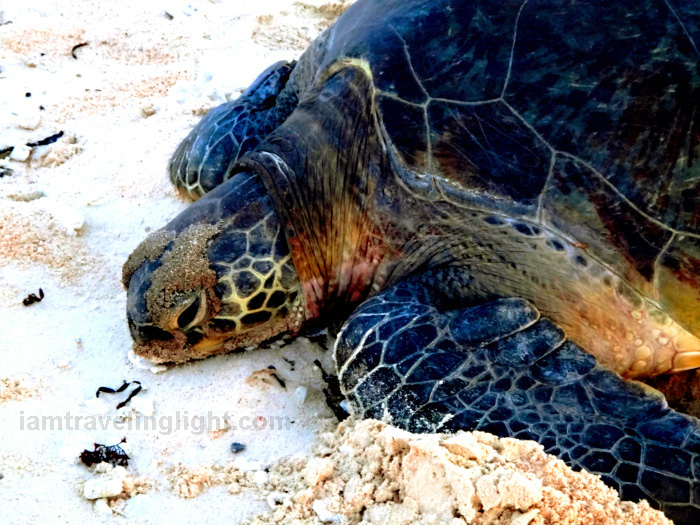 pawikan, marine turtle, nesting, laying eggs, Apo Reef.jpg