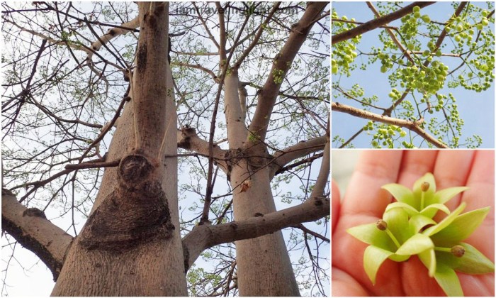 Oriental Bataan, hotel, outdoor, gren flower tree, nature view, Export Processing Zone