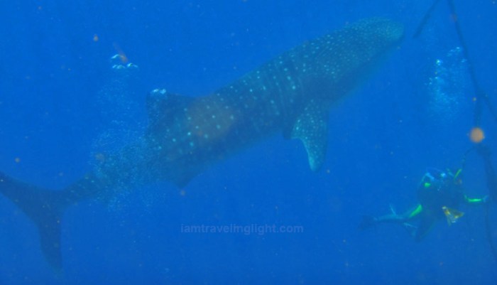 Whale shark Moalboal
