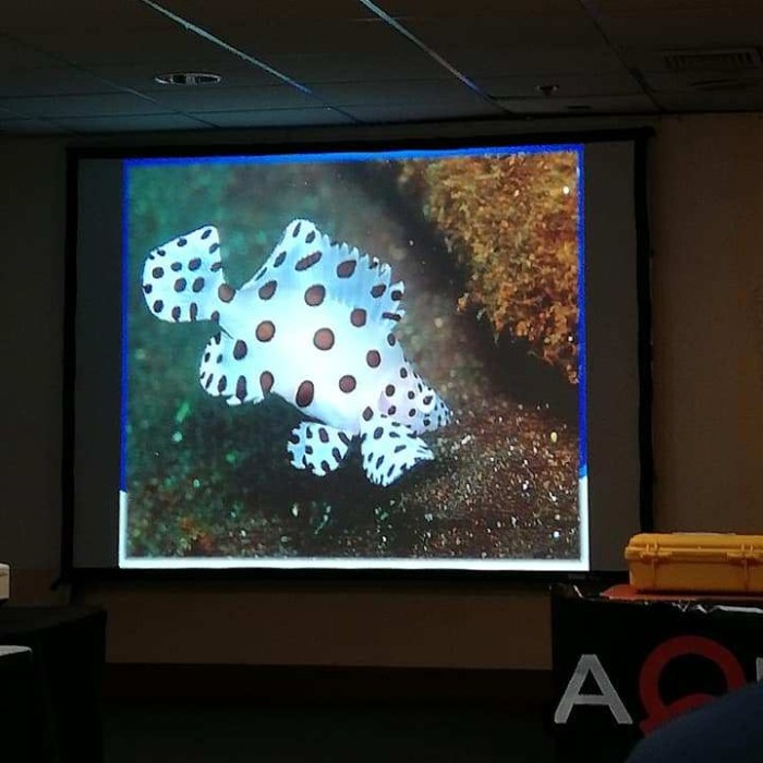 ~ underwater photography presentation