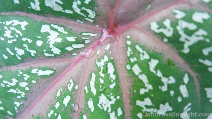 photo assignment, water droplets, leaf, What strikes me, lines and shapes 2