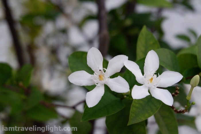 photo assignment, what grows, angel flowers