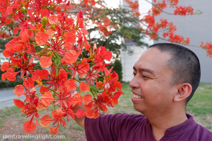 portrait, fire tree flowers, kabalyero