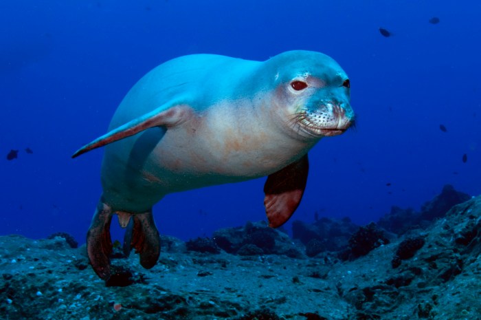 monk seal