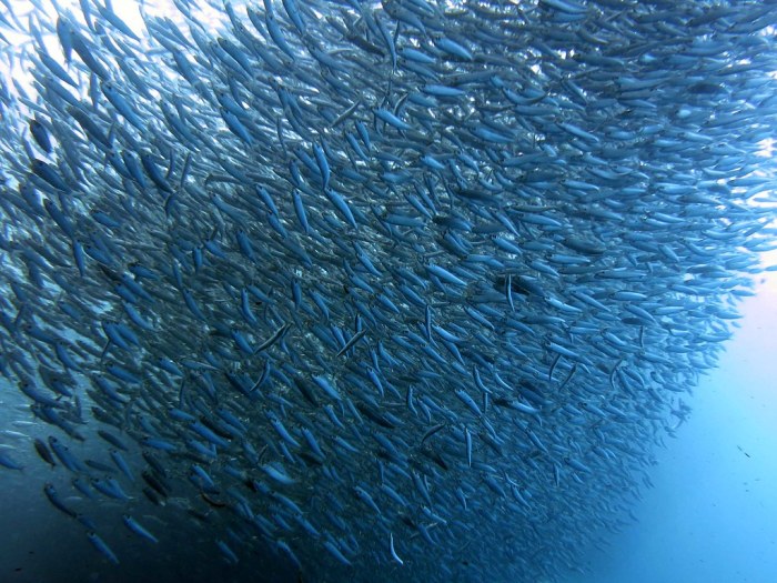 sardine run moalboal cebu