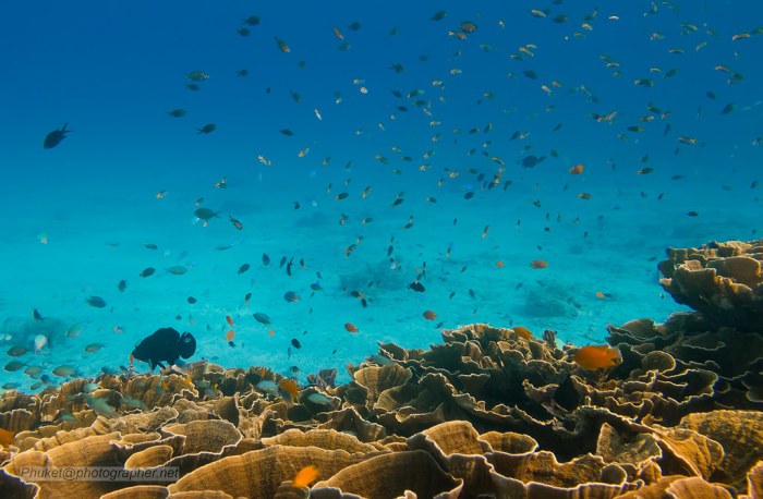 similan islands thailand.jpg