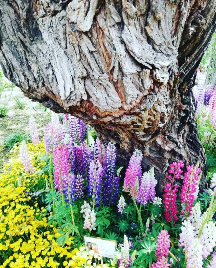 Ashikaga Flower Park, Japan (1)