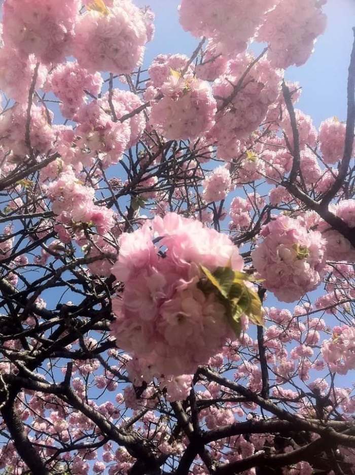Japan cherry blossom pink closeup