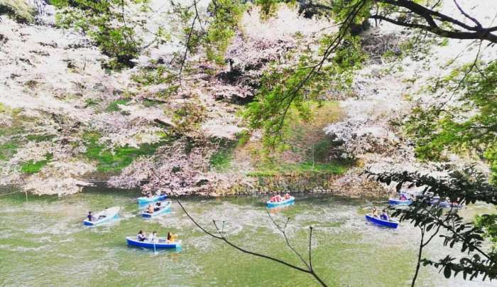 Kitanomaru Park, boating under pink cherry blossoms in river, Tokyo, Japan