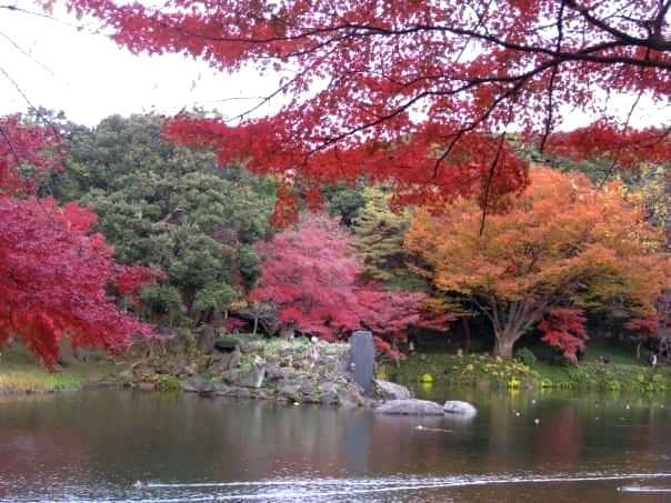 Koishikawa Korakuen Garden, old garden, Tokyo, autumn (1)