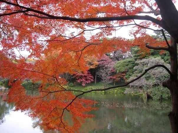 Koishikawa Korakuen Garden, old garden, Tokyo, autumn (3)