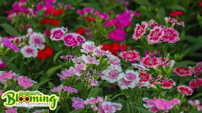 Mariano's Blooming Petals, carnations, dwarf dianthus, Mariano's Blooming Agritourism Park, Tupi, South Cotabato
