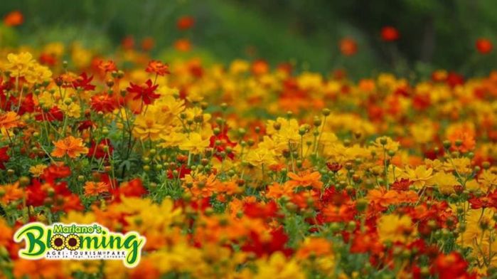 Mariano's Blooming Petals, cosmos, Mariano's Blooming Agritourism Park, Tupi, South Cotabato