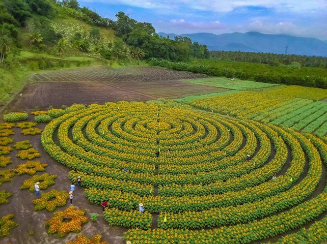 Mariano's Blooming Petals, marigolds, cosmos mandala, pattern, Mariano's Blooming Agritourism Park, Tupi, South Cotabato