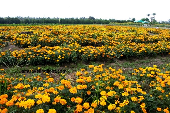 Mariano's Blooming Petals, marigolds, Mariano's Blooming Agritourism Park, Tupi, South Cotabato
