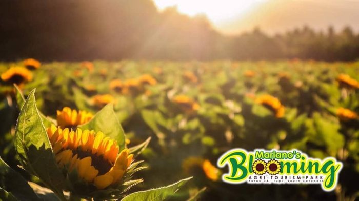 Mariano's Blooming Petals, sunflowers, golden hour, sunlight, Mariano's Blooming Agritourism Park, Tupi, South Cotabato