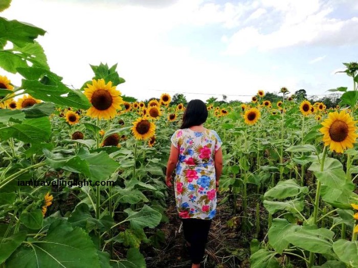 Mariano's Blooming Petals, sunflowers, Mariano's Blooming Agritourism Park, Tupi, South Cotabato