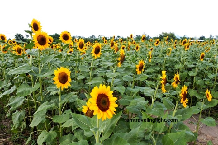 Mariano's Blooming Petals, sunflowers, maze, Mariano's Blooming Agritourism Park, Tupi, South Cotabato