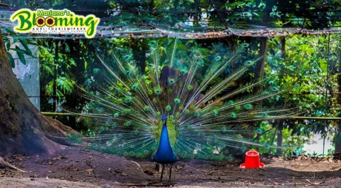 peacock in Mariano's Blooming Petals flower park, South Cotabato