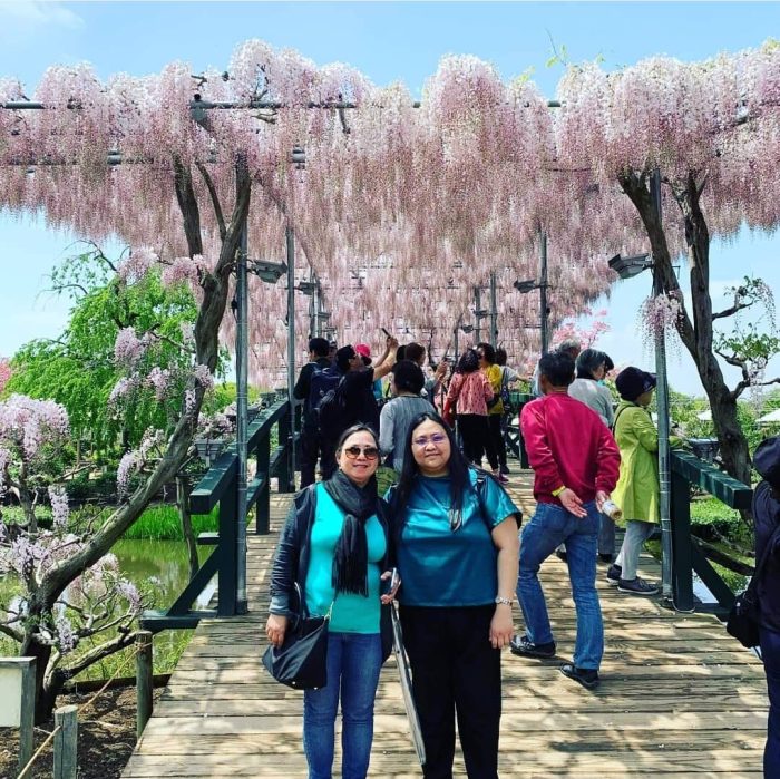 wisteria, spring, Ashikaga Flower Park, Japan (2)