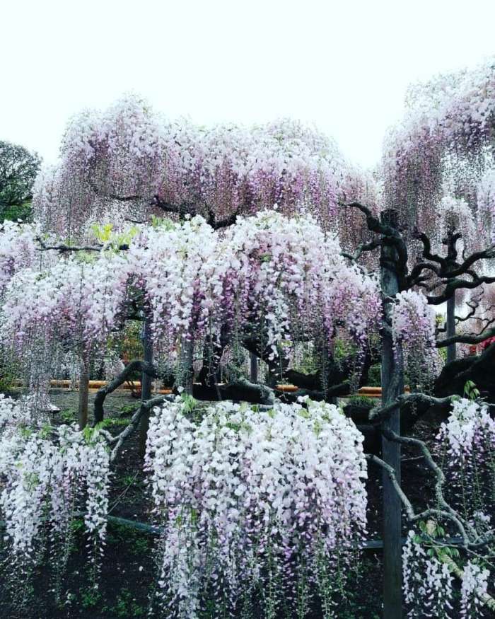 wisteria, spring, Ashikaga Flower Park, Japan