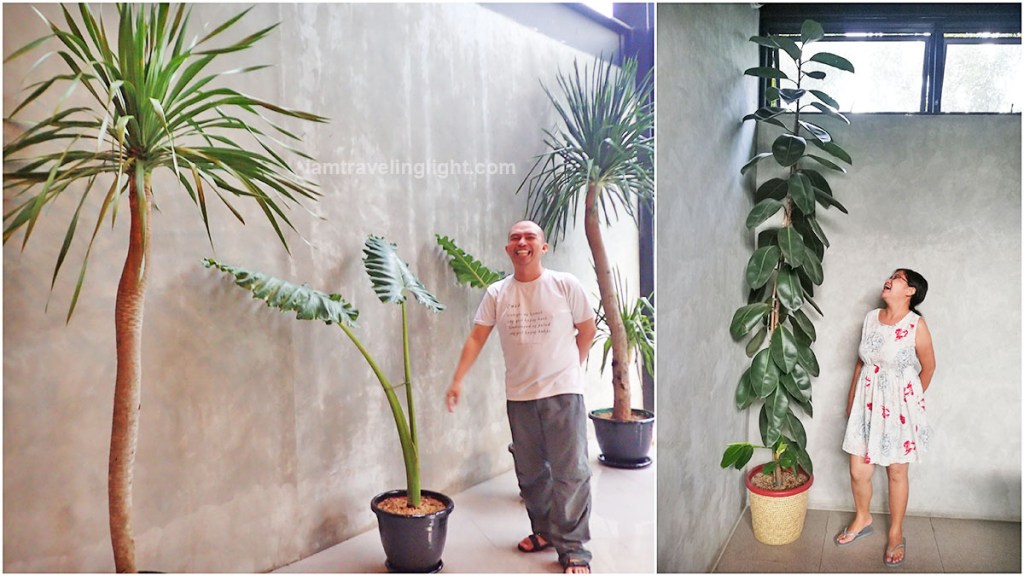 rubber plant, plantito plantita, pool, hot spring resort, Casa Tropica, Pansol, Laguna